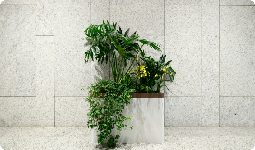 Blumenkasten mit verschiedenen grünen Zimmerpflanzen