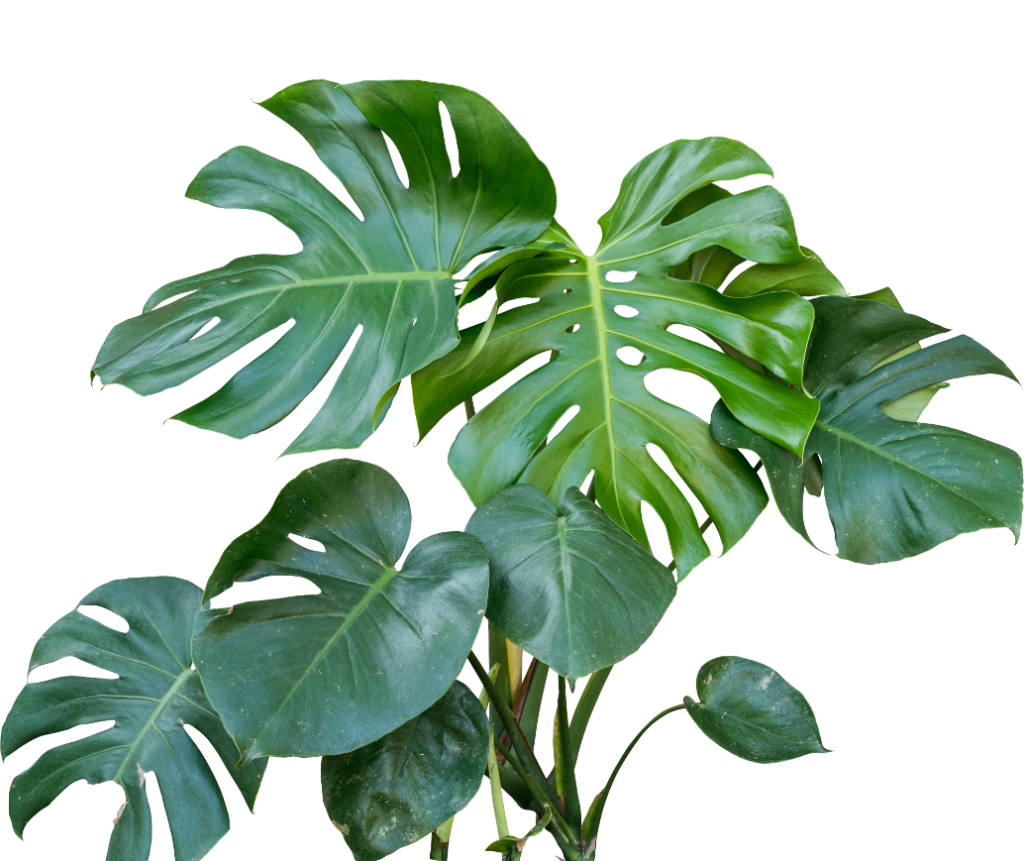 Mehrere grüne Monstera-Blätter vor hellem Hintergrund